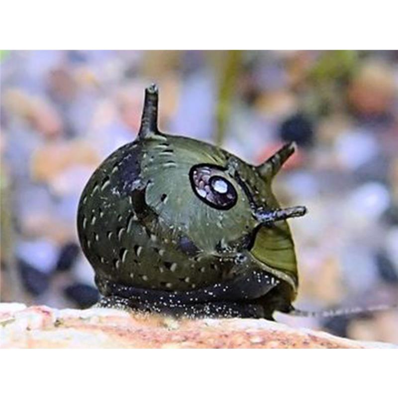 Clithon sp. Thorn - imagine 3